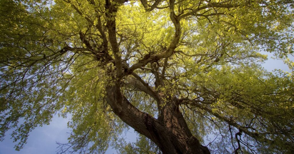 looking up at a tree with lots of branches and leaves