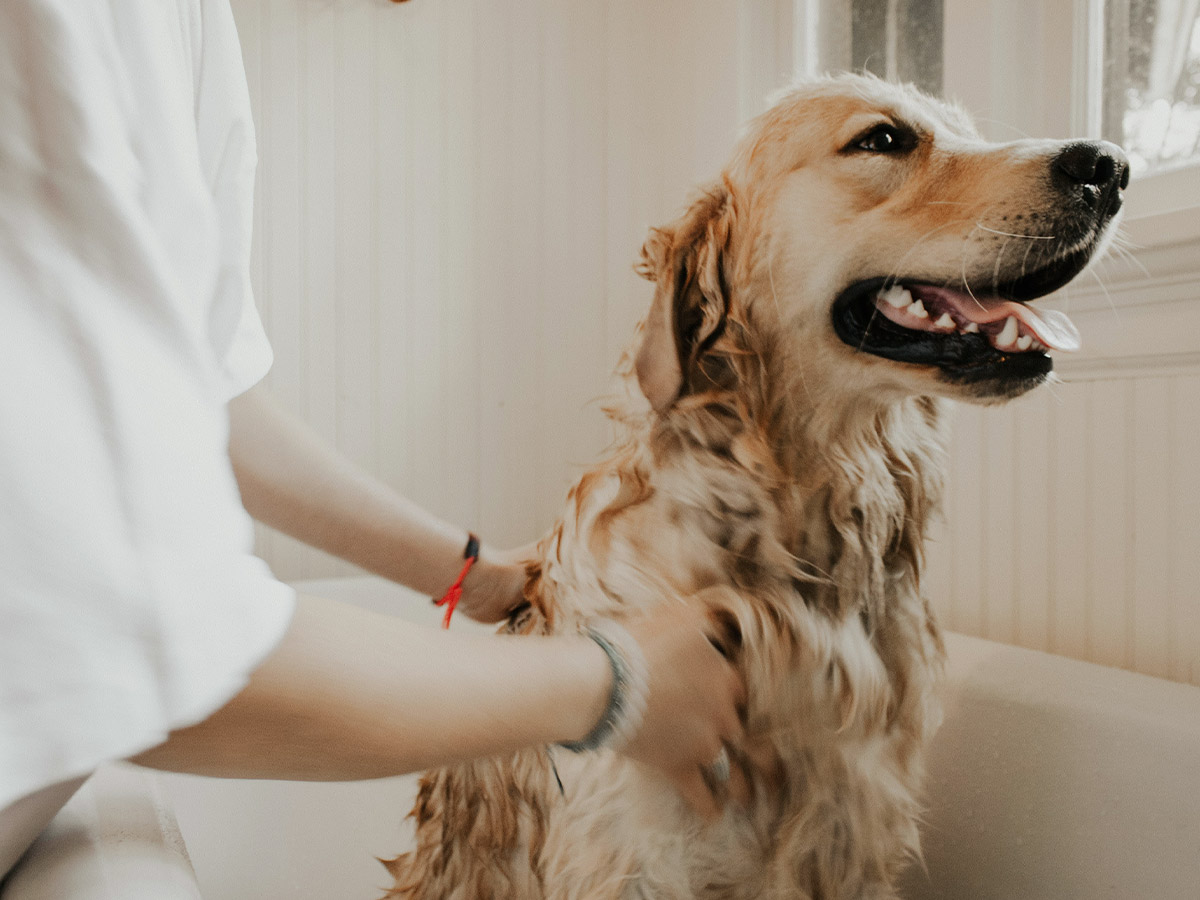 a golden retriever getting a bath in a bathtub