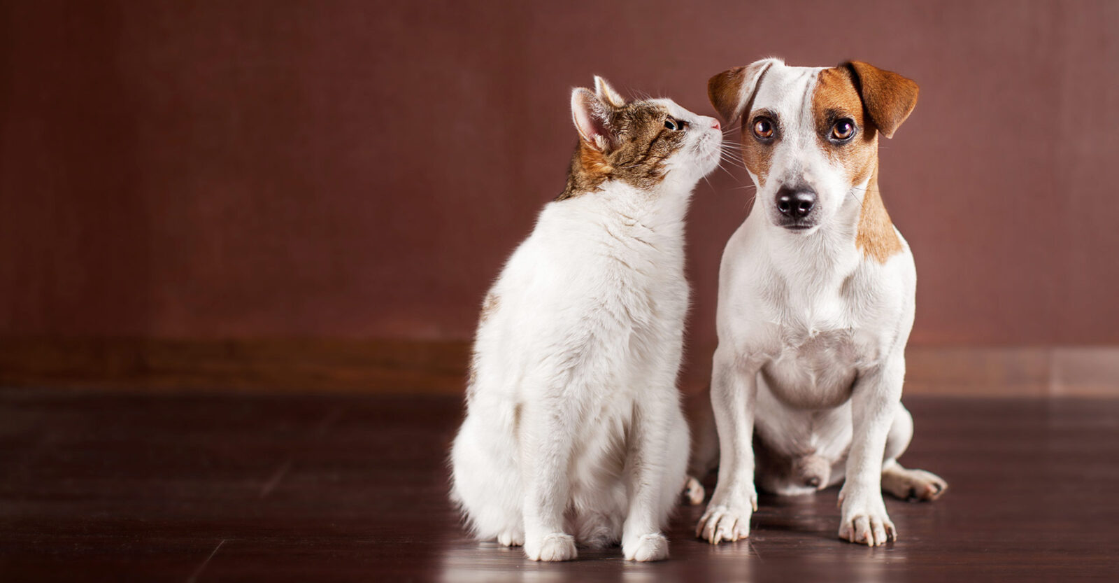 a dog and a cat sitting together