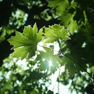 sun shining through tree leaves
